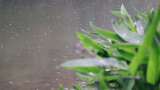 雨天的植物叶子4K高清在线视频素材下载