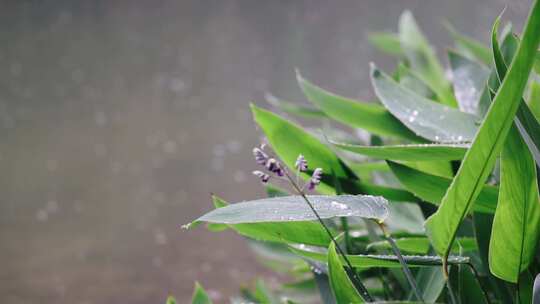 雨天的植物叶子4K