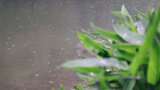 雨天的植物叶子4K高清在线视频素材下载