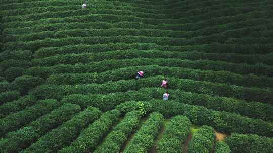 美丽茶园茶山茶文化航拍