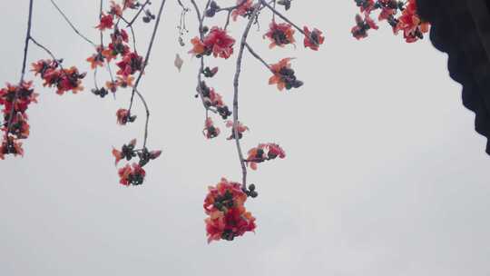 唯美意境古建筑旁盛开的木棉花岭南特色木棉