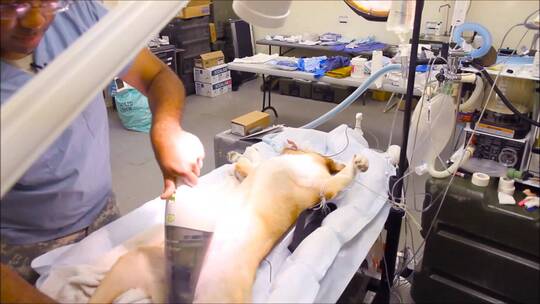 兽医在处理母狗视频素材模板下载