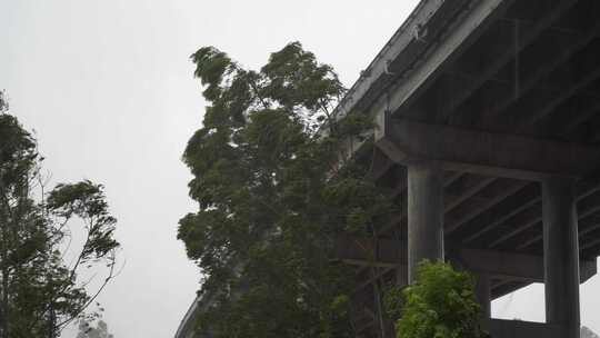 台风森林狂风暴雨风吹树林风吹雨打树木下雨