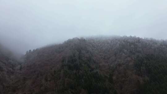 四川阿坝九寨沟县黄土梁隧道杜鹃山