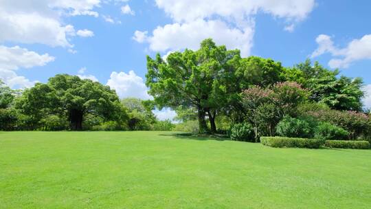 夏天蓝天白云阳光草坪草地绿地树林森林公园