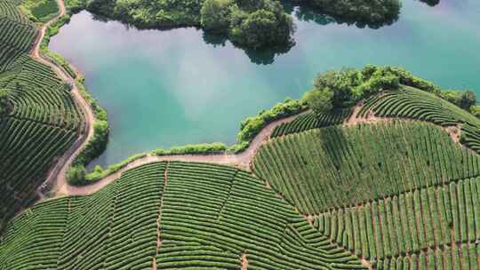 杭州西湖龙井茶园茶山水库绿茶采茶种茶航拍视频素材模板下载