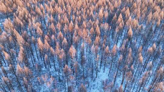 鸟瞰夕阳照耀的冬天森林雪景