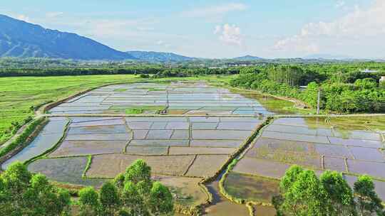 乡村振兴春耕芒种稻田