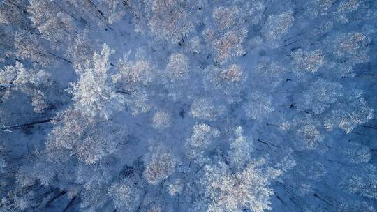 航拍大兴安岭林海雪原雾凇梨花开