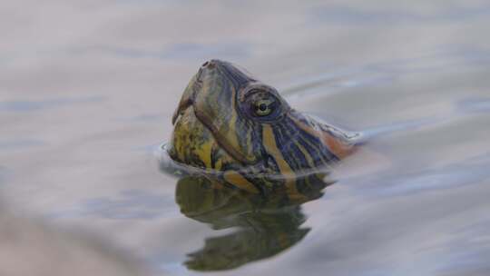 乌龟的脑袋探出水面