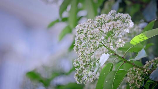 春天春暖花开樱花石楠花植物视频