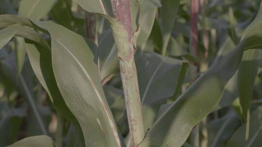 高粱种植高粱穗特写LOG视频素材视频素材模板下载