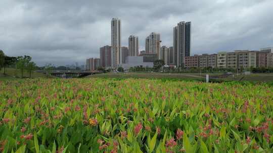 深圳坪山吓山人工湿地公园美人蕉景观