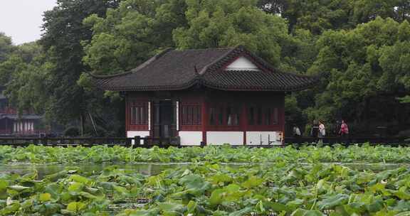 杭州西湖十景曲院风荷初夏风光