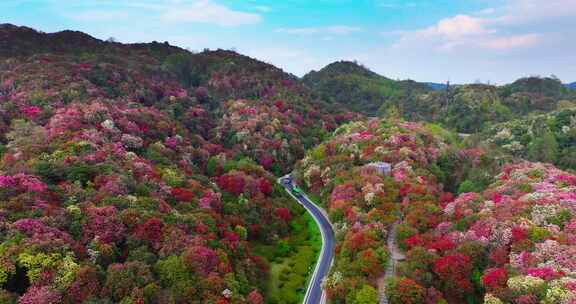 贵州毕节百里杜鹃景区航拍