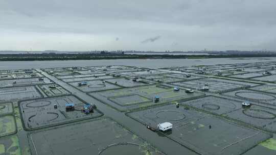 航拍苏州阳澄湖大闸蟹蟹田养殖阳澄湖风光