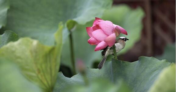 夏日清新自然风光 立夏夏至小暑大暑节气
