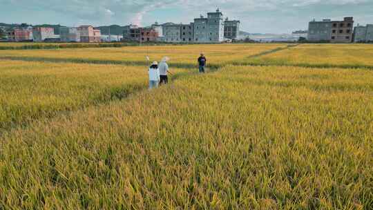 乡村振兴粮食安全返乡大学生稻田学习全景