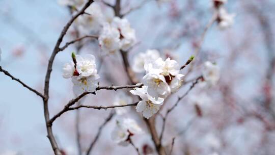 升格实拍春天北京山区盛开的山杏花和蜜蜂