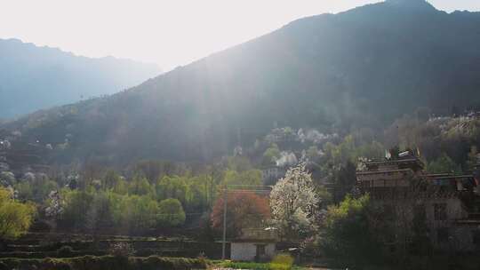 乡村风景丹巴藏寨梨花开