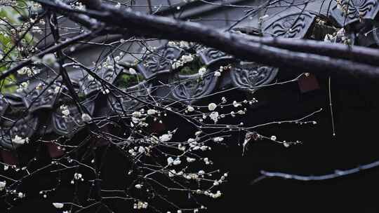 中式屋檐梅花腊梅雨中腊梅