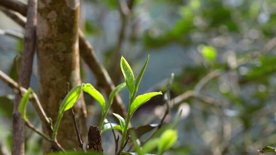 发芽茶树茶叶茶芽视频素材模板下载