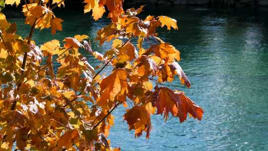 秋天河边树叶黄了 唯美秋天