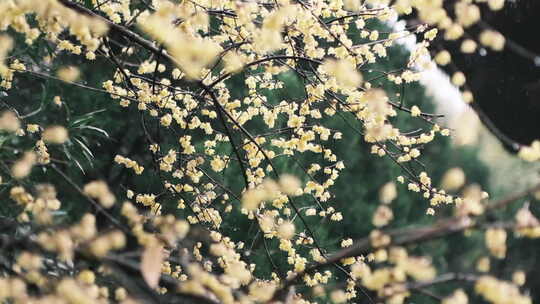 钱王祠雨天梅花