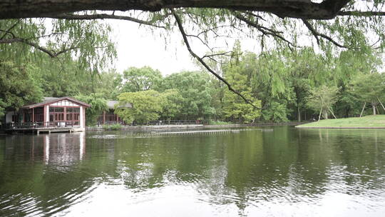 公园湖边柳树
