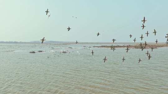 岳阳东洞庭湖保护区候鸟迁徙视频素材模板下载
