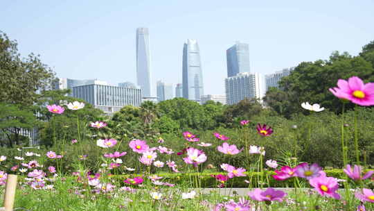 秋英波斯菊大波斯菊格桑花格桑梅朵