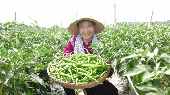 辣椒种植基地