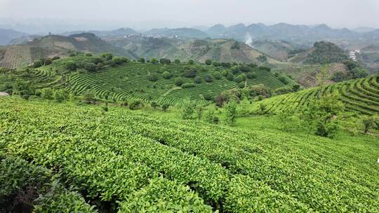 茶叶茶园茶场航拍