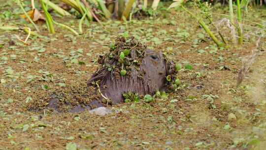 浸泡在沼泽植物和植物包围的泥潭中的湿水豚、水豚
