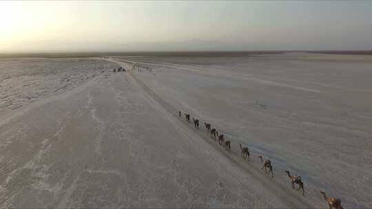 大漠驼队 沙漠 骆驼视频素材模板下载
