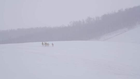 雪原上奔跑的黄羊