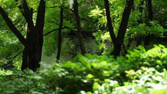 阳光森林树叶夏日自然大自然树林夏天