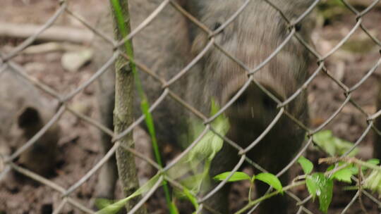 大野猪通过栅栏吃草的视频