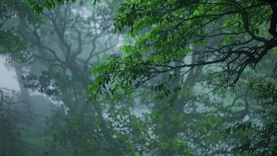 森林雾气雨滴意境雨景绿叶