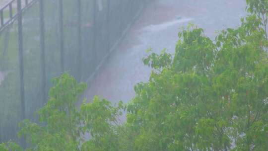 树枝树叶狂风暴雨刮风下雨倾盆大雨下雨天雨