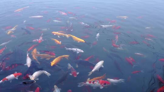 实拍济南曲水亭街百花洲景区锦鲤鱼群游动