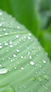 雨天叶子上的水滴植物美人蕉4k