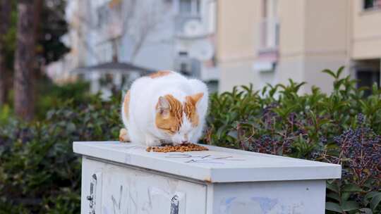 白色和橙色流浪猫吃食物