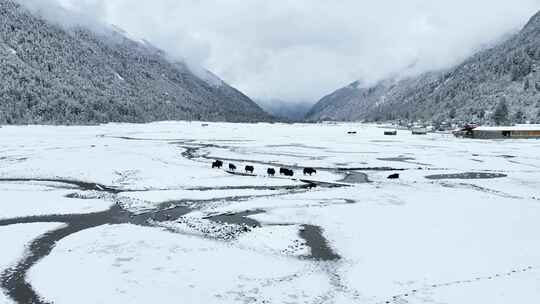 西藏林芝巴松措，雪地森林和牦牛的航拍风光