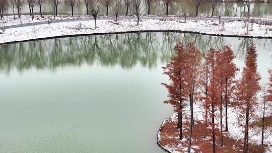 航拍湿地公园雪景树林湖