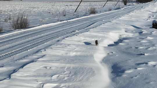 狐狸在雪地上