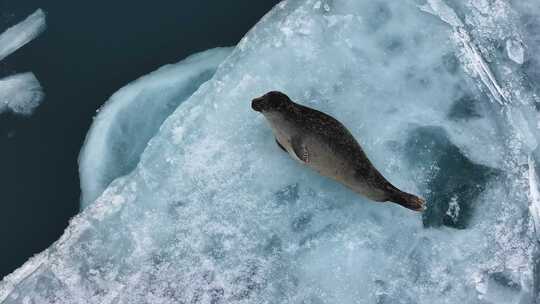 冰岛北极圈瓦特冰川国家公园蓝冰海豹航拍视频素材模板下载