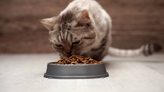 猫吃碗里的干粮