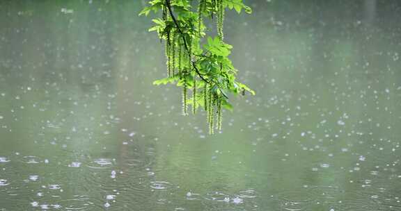 大雨雨水雨滴湖面波纹绿叶唯美意境