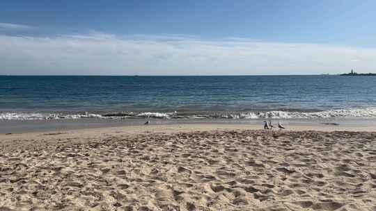 海滩海鸥大海全景